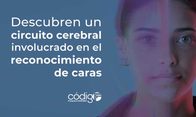 Descubren un circuito cerebral involucrado en el reconocimiento de caras