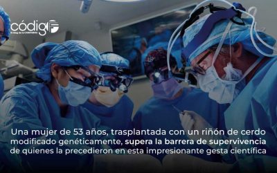 Una mujer de 53 años, trasplantada con un riñón de cerdo modificado genéticamente, supera la barrera de supervivencia de quienes la precedieron en esta impresionante gesta científica