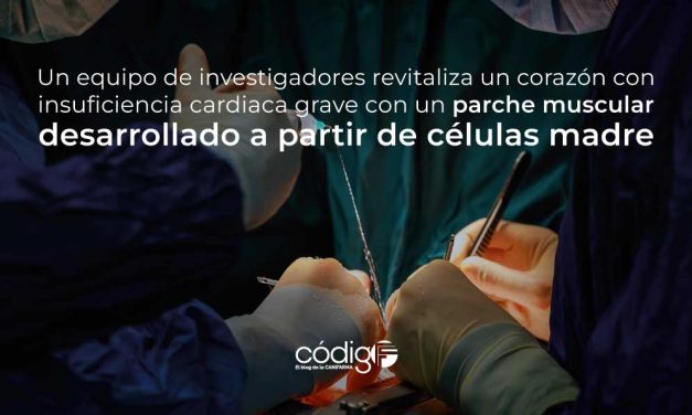 Un equipo de investigadores revitaliza un corazón con insuficiencia cardiaca grave con un parche muscular desarrollado a partir de células madre