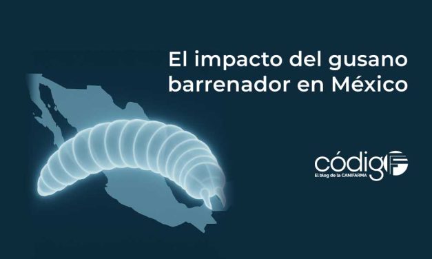 El impacto del gusano barrenador en México