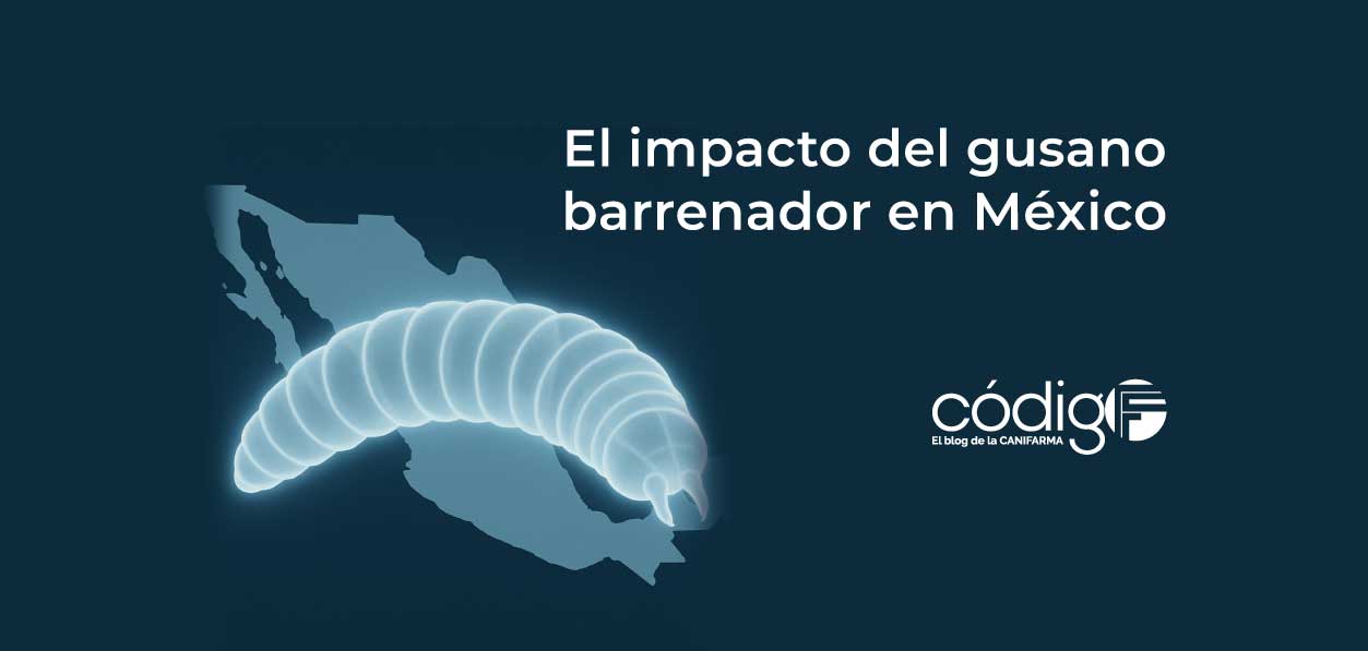 El impacto del gusano barrenador en México