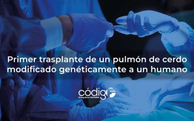 Primer trasplante de un pulmón de cerdo modificado genéticamente a un humano