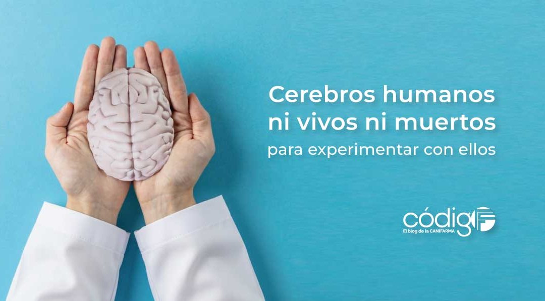 Cerebros humanos ni vivos ni muertos para experimentar con ellos