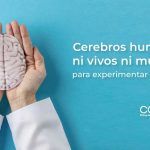 Cerebros humanos ni vivos ni muertos para experimentar con ellos