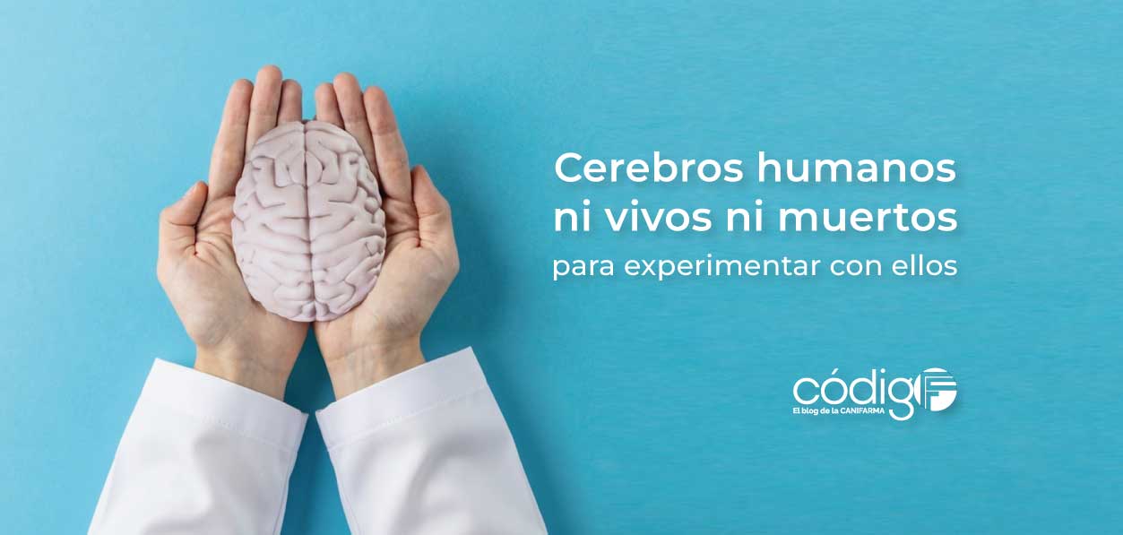 Cerebros humanos ni vivos ni muertos para experimentar con ellos