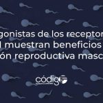 Los agonistas de los receptores de GLP-1 muestran beneficios en la función reproductiva masculina