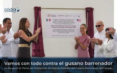 Vamos con todo contra el gusano barrenador