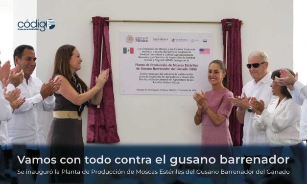 Vamos con todo contra el gusano barrenador