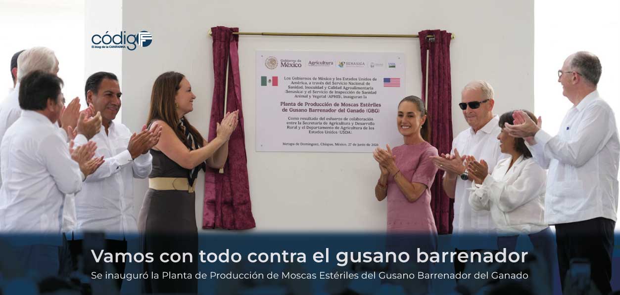 Vamos con todo contra el gusano barrenador