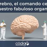 El cerebro, el comando central de nuestro fabuloso organismo