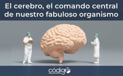 El cerebro, el comando central de nuestro fabuloso organismo