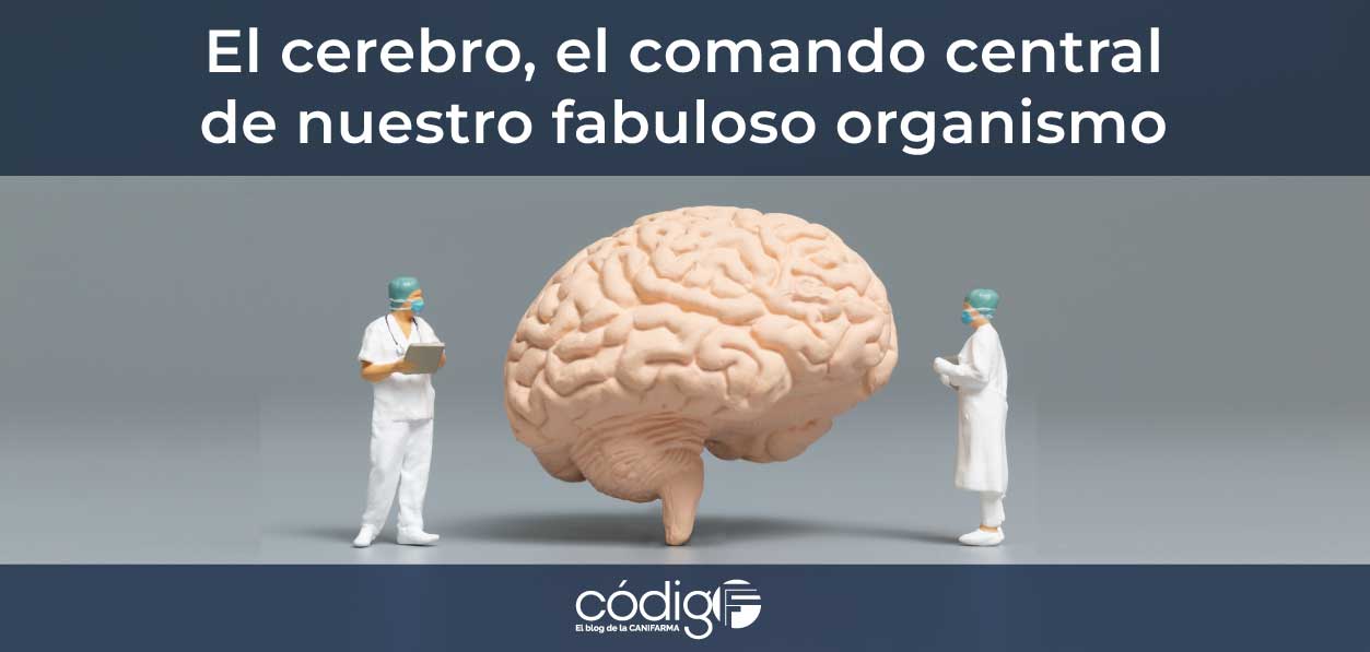 El cerebro, el comando central de nuestro fabuloso organismo