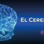 El cerebro | 20 de julio de 2026 | Escúchelo ahora