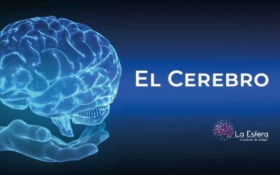 El cerebro | 20 de julio de 2026 | Escúchelo ahora