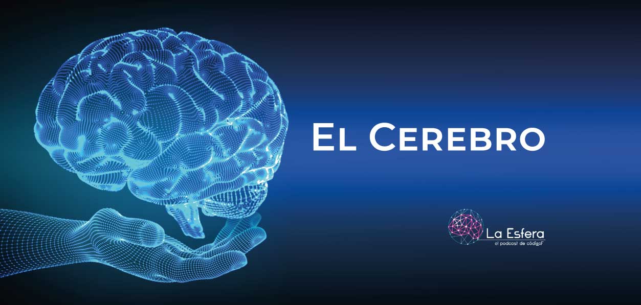 El cerebro | 20 de julio de 2026 | Escúchelo ahora