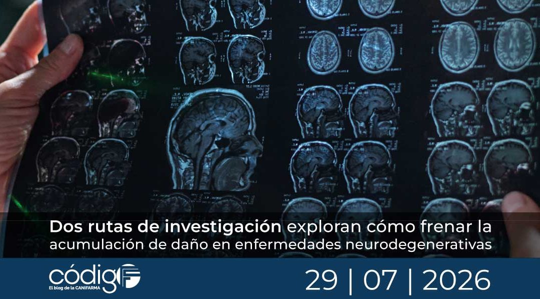 Dos rutas de investigación exploran cómo frenar la acumulación de daño en enfermedades neurodegenerativas