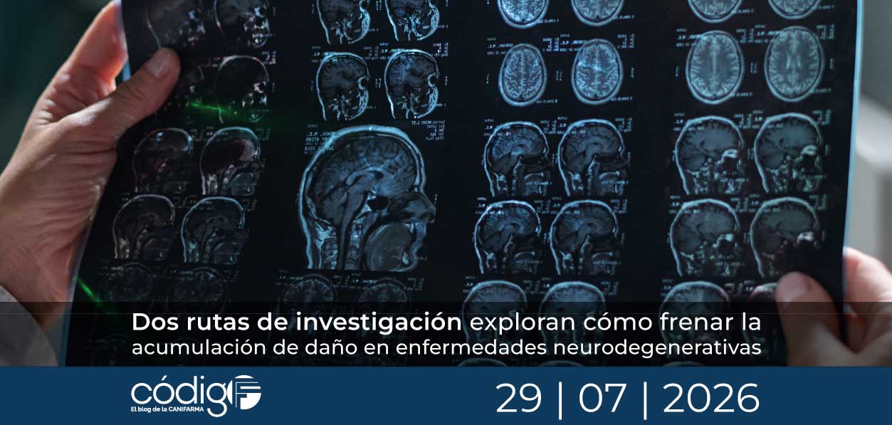 Dos rutas de investigación exploran cómo frenar la acumulación de daño en enfermedades neurodegenerativas