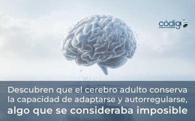 Descubren que el cerebro adulto conserva la capacidad de adaptarse y autorregularse, algo que se consideraba imposible