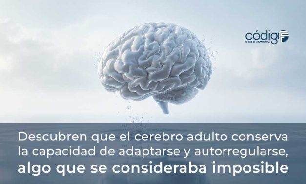 Descubren que el cerebro adulto conserva la capacidad de adaptarse y autorregularse, algo que se consideraba imposible