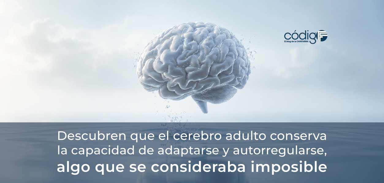 Descubren que el cerebro adulto conserva la capacidad de adaptarse y autorregularse, algo que se consideraba imposible