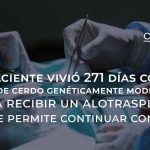 Un paciente vivió 271 días con un riñón de cerdo genéticamente modificado hasta recibir un alotrasplante que le permite continuar con vida