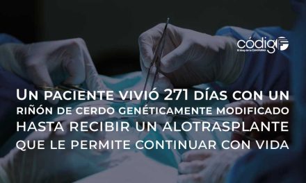 Un paciente vivió 271 días con un riñón de cerdo genéticamente modificado hasta recibir un alotrasplante que le permite continuar con vida