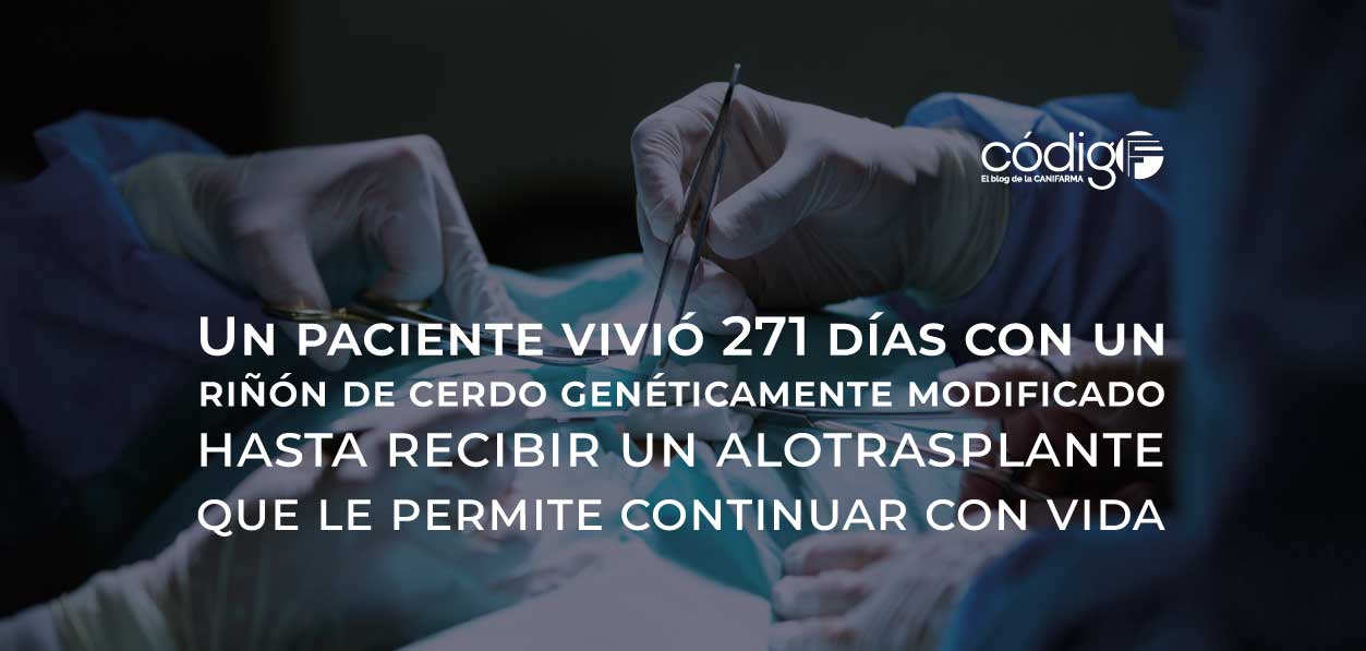 Un paciente vivió 271 días con un riñón de cerdo genéticamente modificado hasta recibir un alotrasplante que le permite continuar con vida