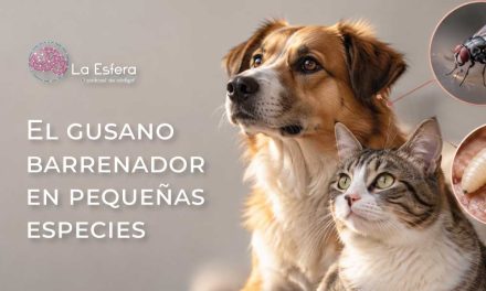 El gusano barrenador en pequeñas especies | 28 de septiembre de 2026 | Escúchelo ahora