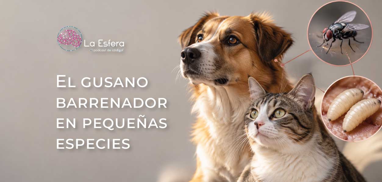 El gusano barrenador en pequeñas especies | 28 de septiembre de 2026 | Escúchelo ahora